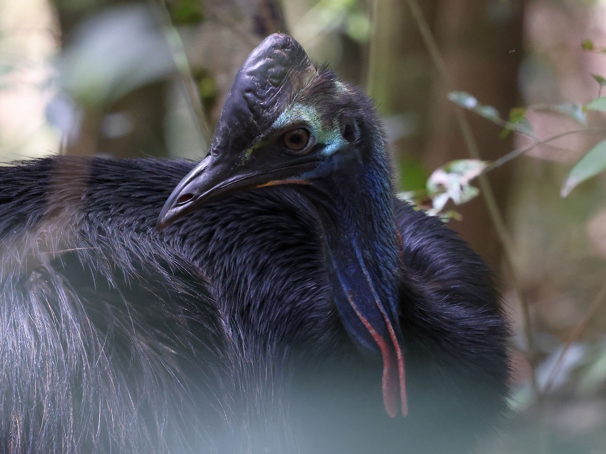 Southern Cassowary - ML644097166