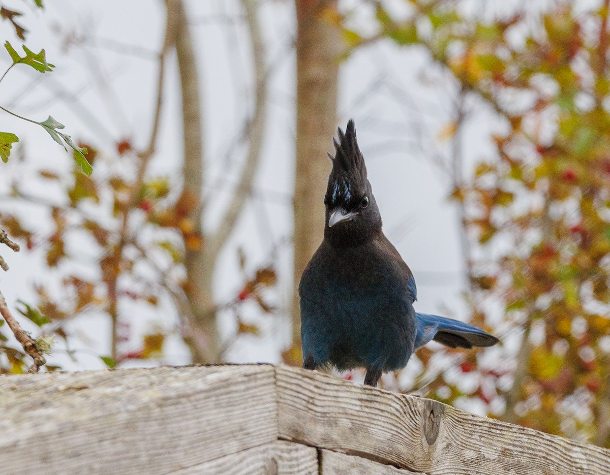 Steller's Jay - ML644097167
