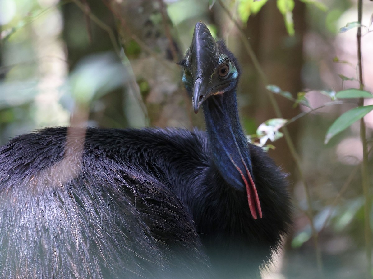 Southern Cassowary - ML644097168