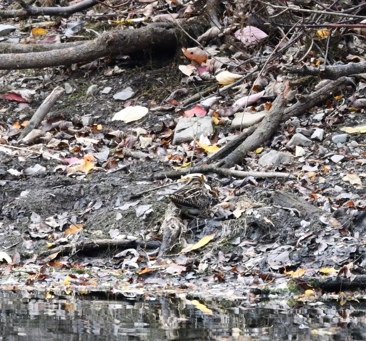 Wilson's Snipe - ML644097171