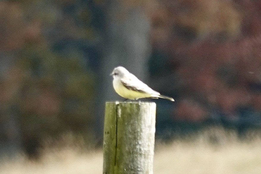 Western Kingbird - ML644097181