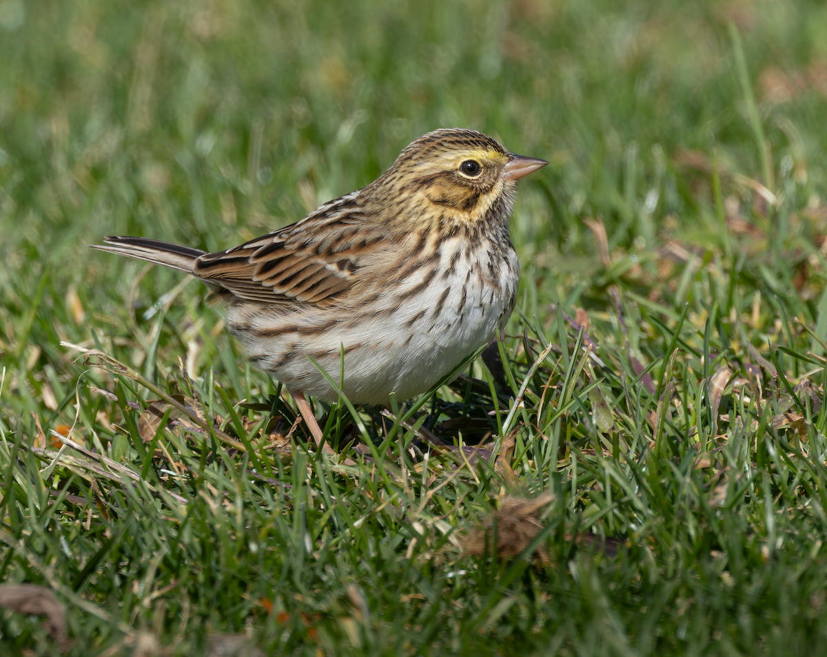 Savannah Sparrow - ML644097186