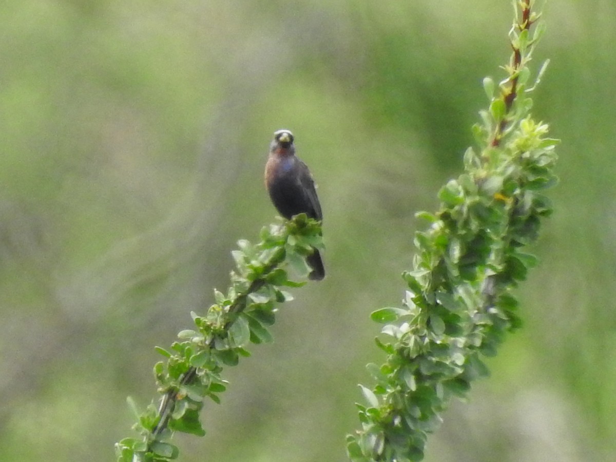 Varied Bunting - ML644097198