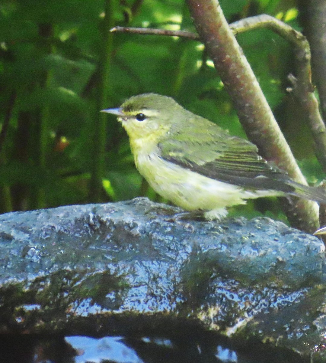 Tennessee Warbler - ML644097202