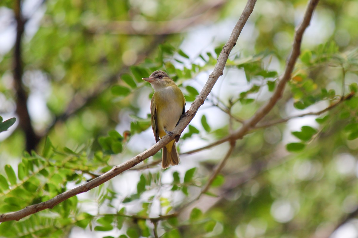 Yellow-green Vireo - ML644097205