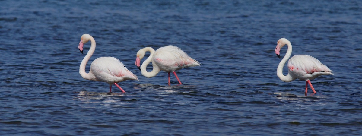 Flamant rose - ML644097209
