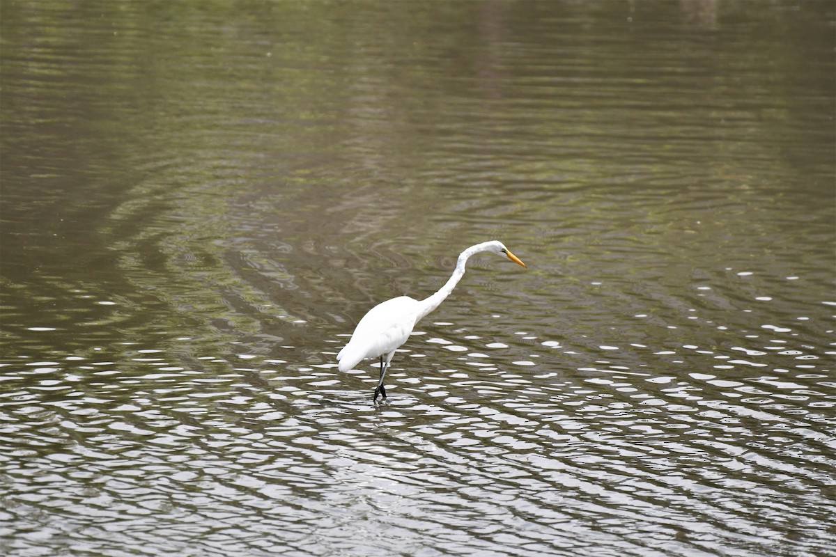 Great Egret - Estela Quintero-Weldon