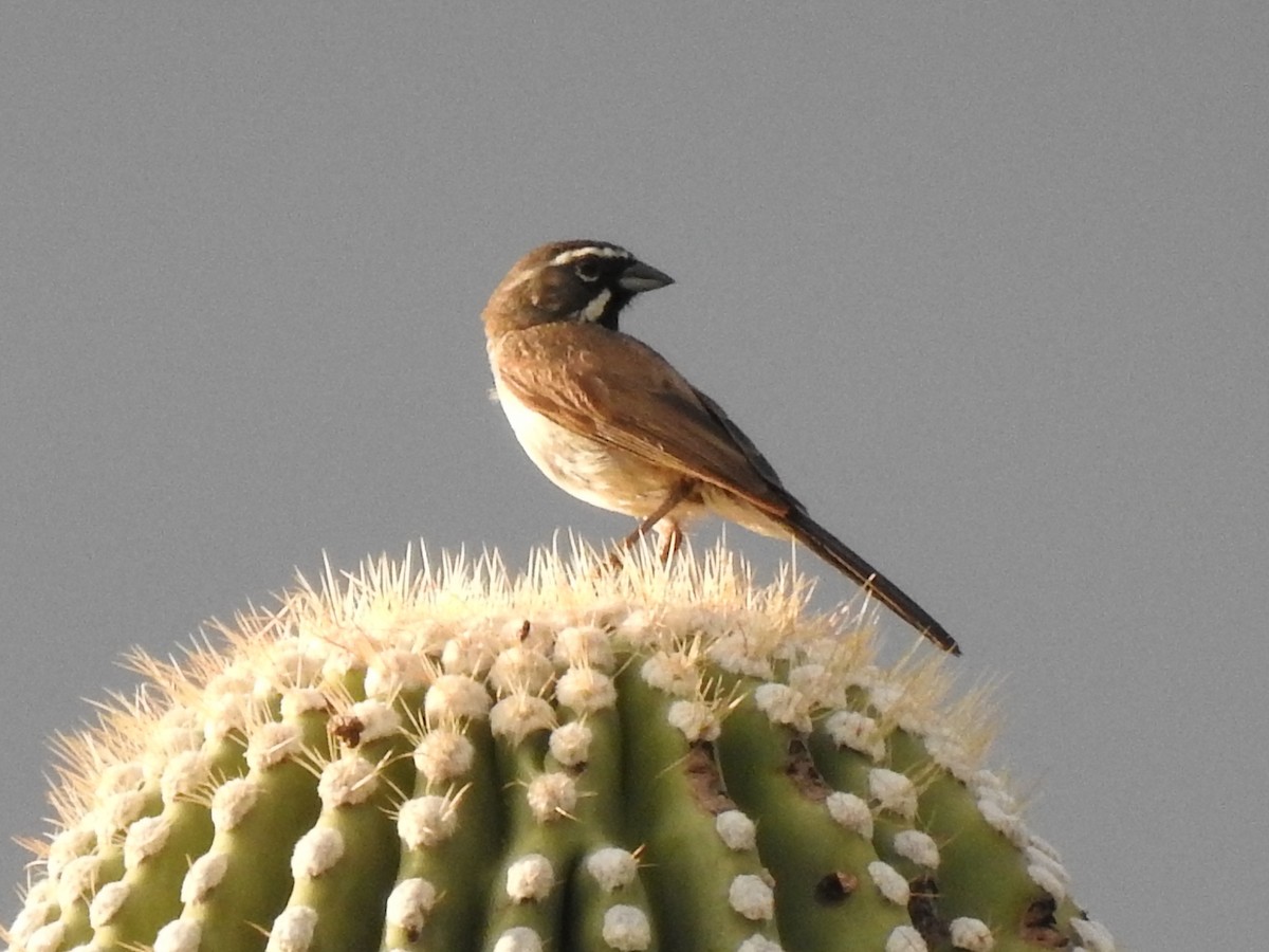 Black-throated Sparrow - ML644097211