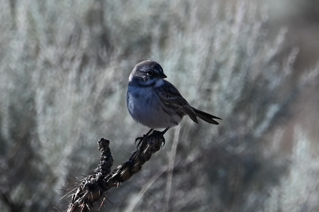 Sagebrush Sparrow - ML644097216