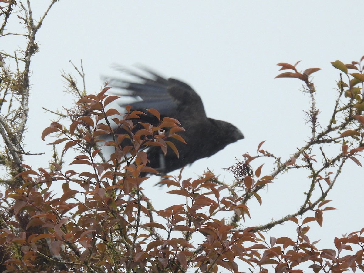 Smooth-billed Ani - ML644097217