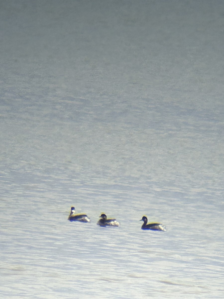 Eared Grebe - ML644097223