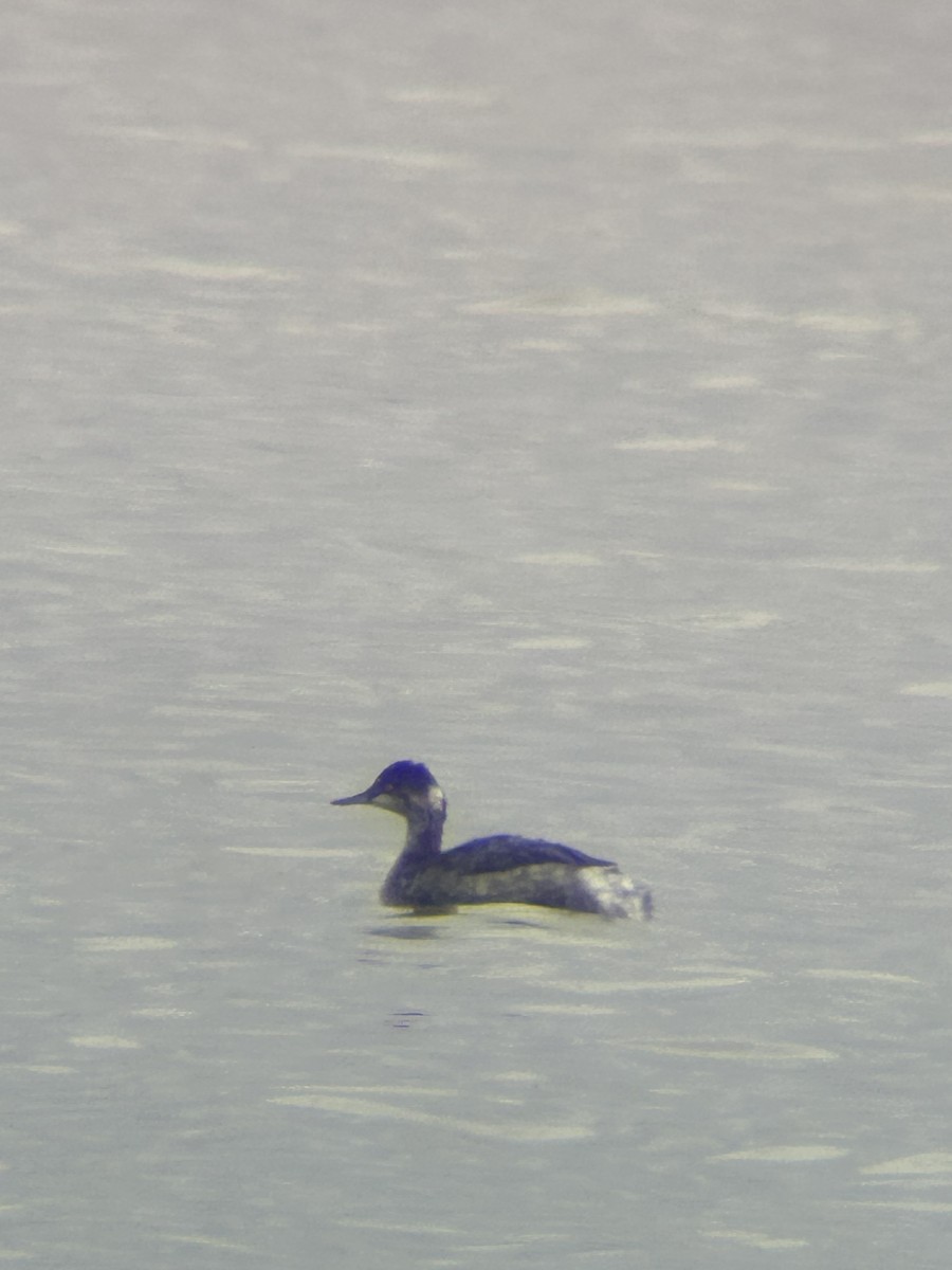 Eared Grebe - ML644097224
