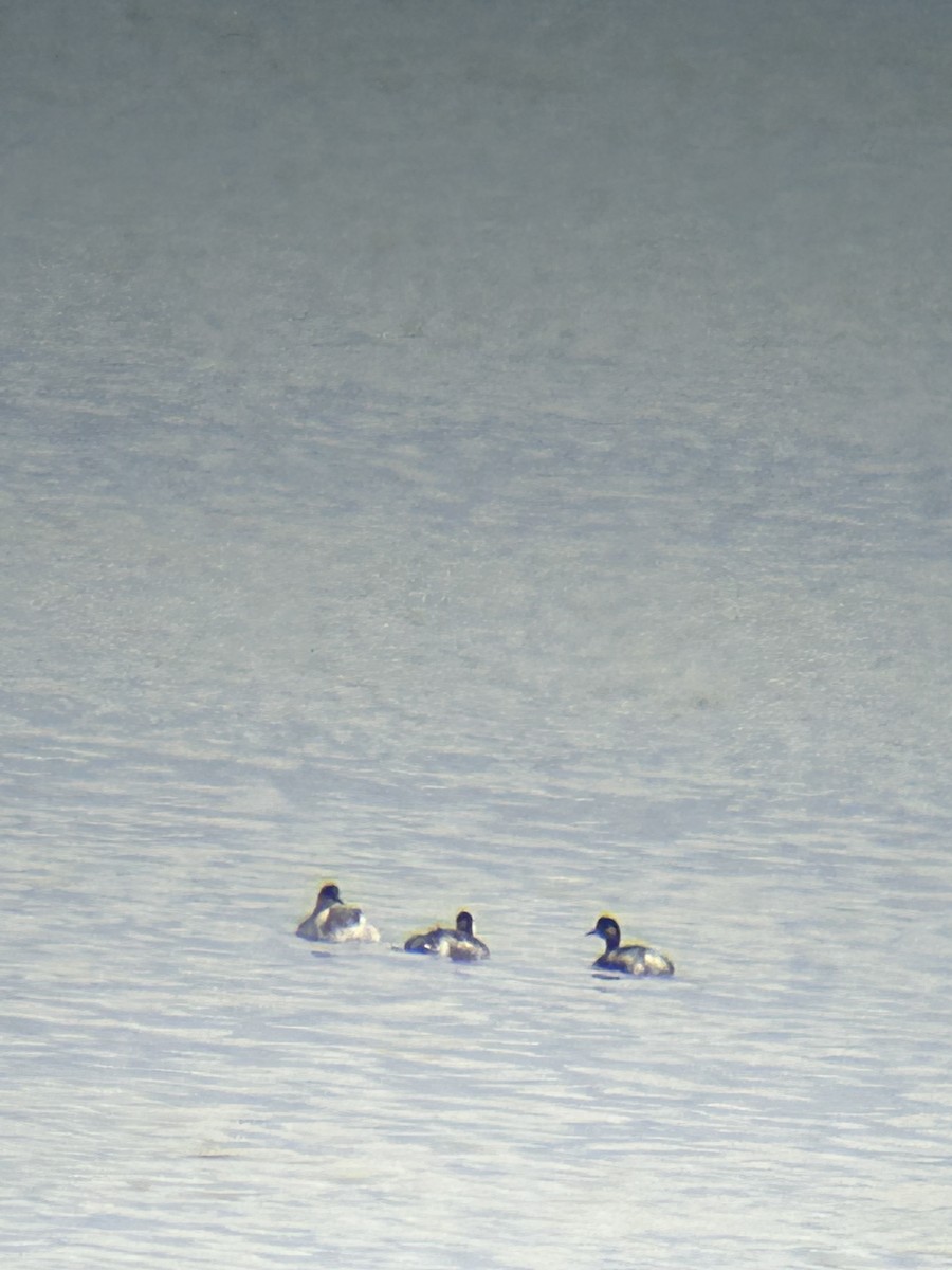 Eared Grebe - ML644097225