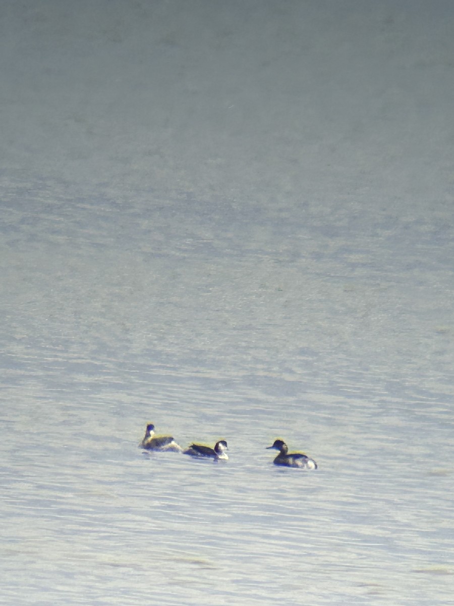 Eared Grebe - ML644097226