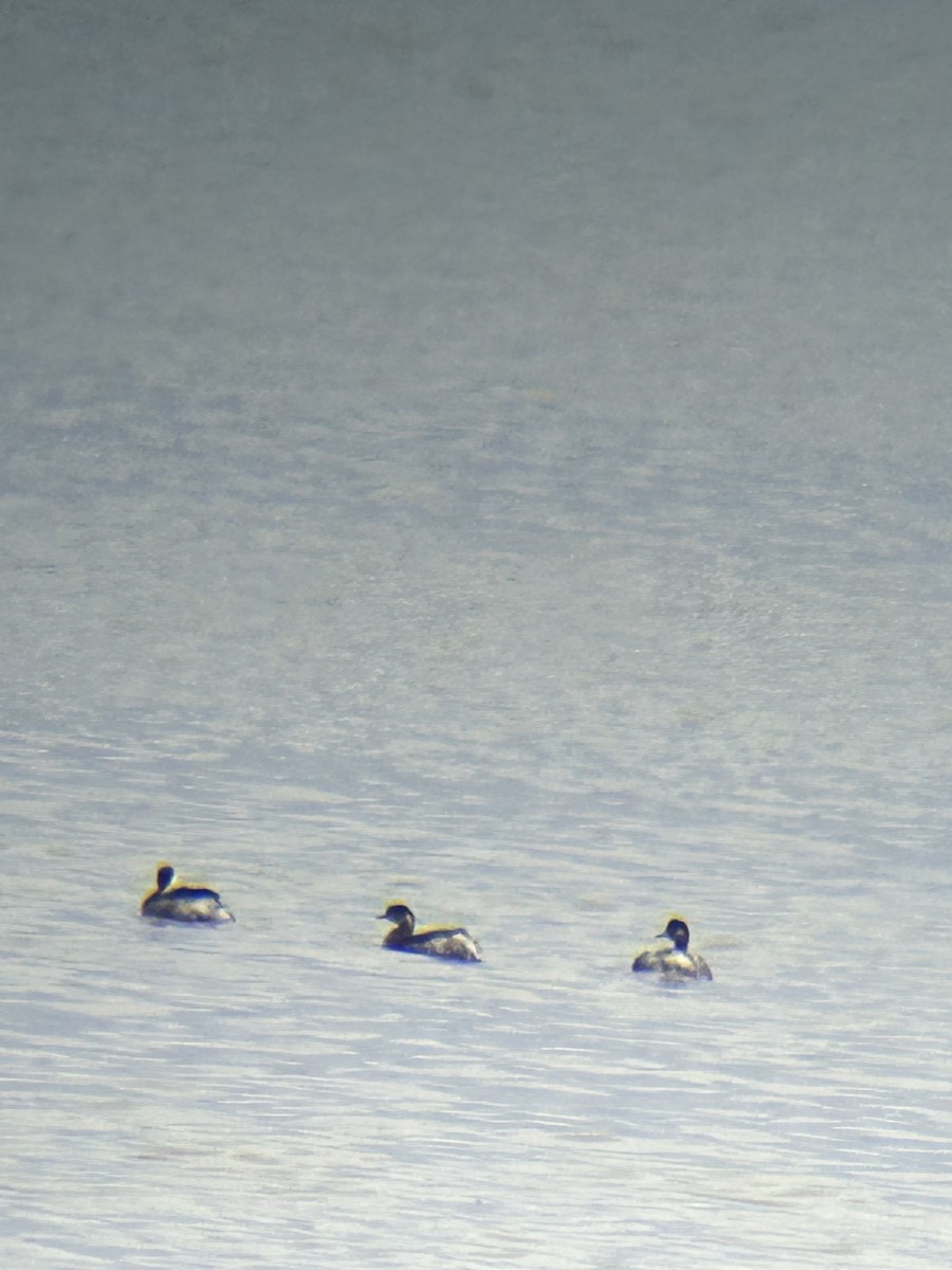 Eared Grebe - ML644097227
