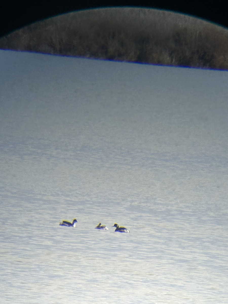 Eared Grebe - ML644097228