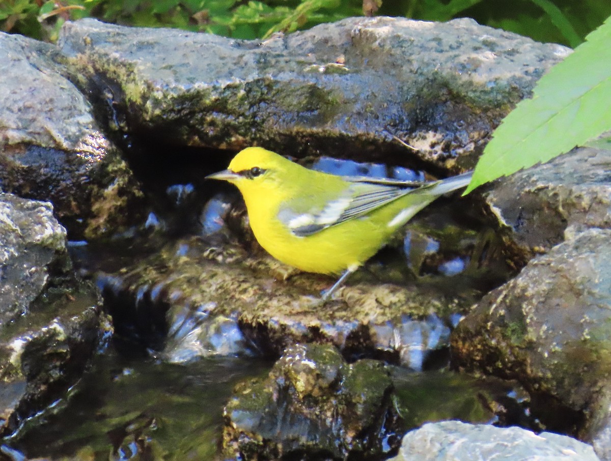 Blue-winged Warbler - ML644097232