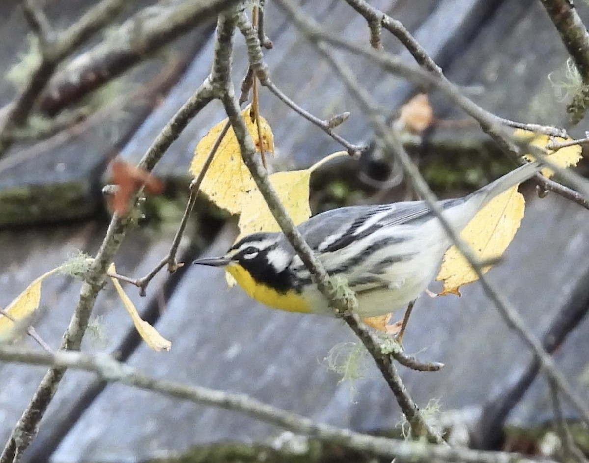 Paruline à gorge jaune - ML644097233