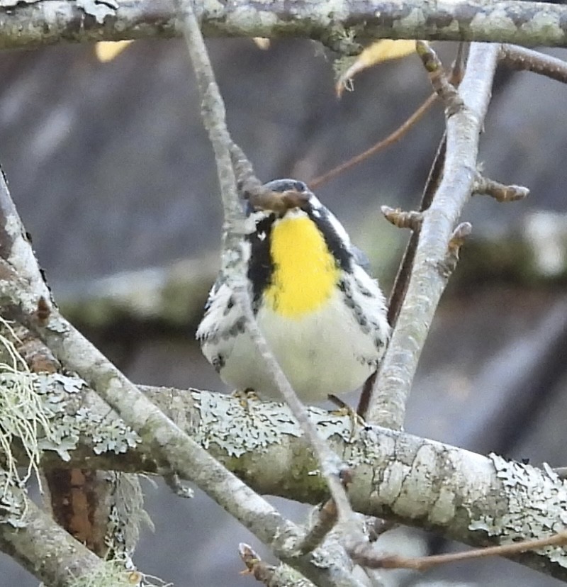 Paruline à gorge jaune - ML644097234