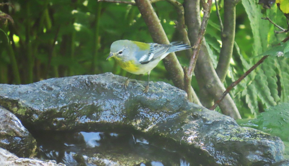 Northern Parula - ML644097242
