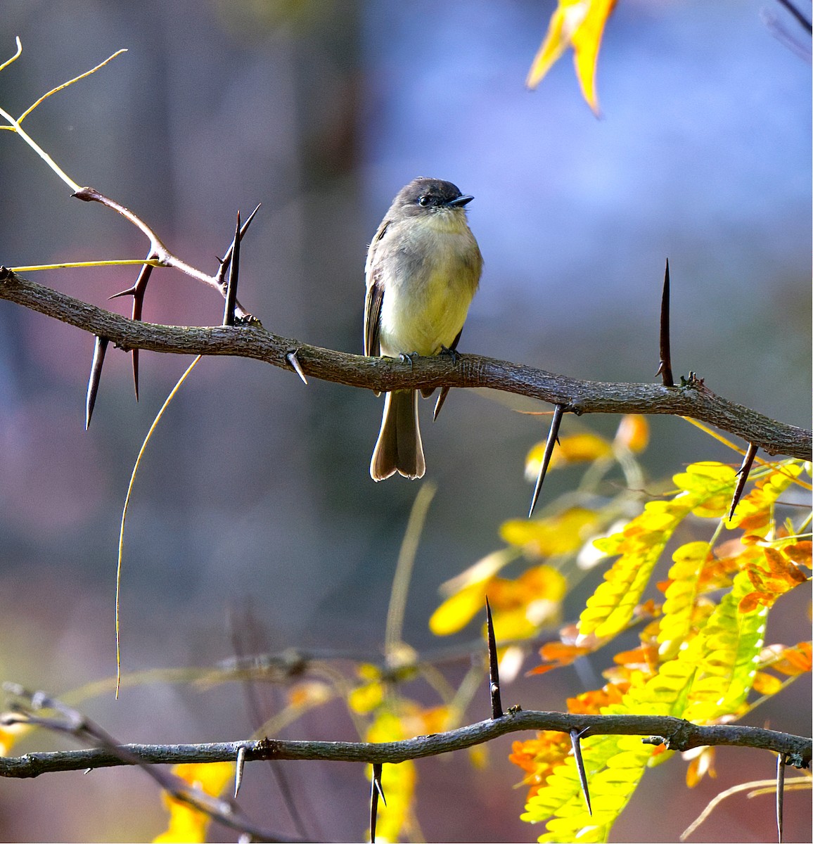 Eastern Phoebe - ML644097280
