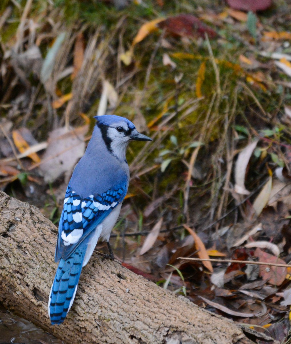 Blue Jay - ML644097286