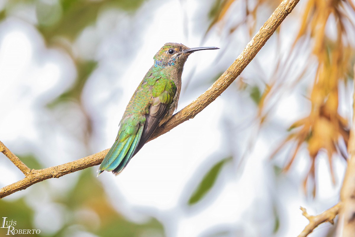 White-vented Violetear - ML644097292