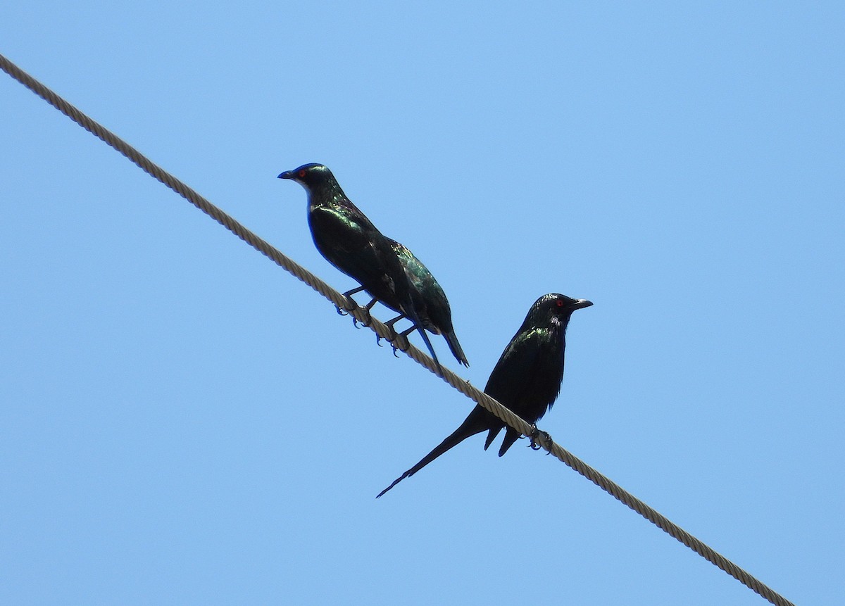 Metallic Starling - ML644097303
