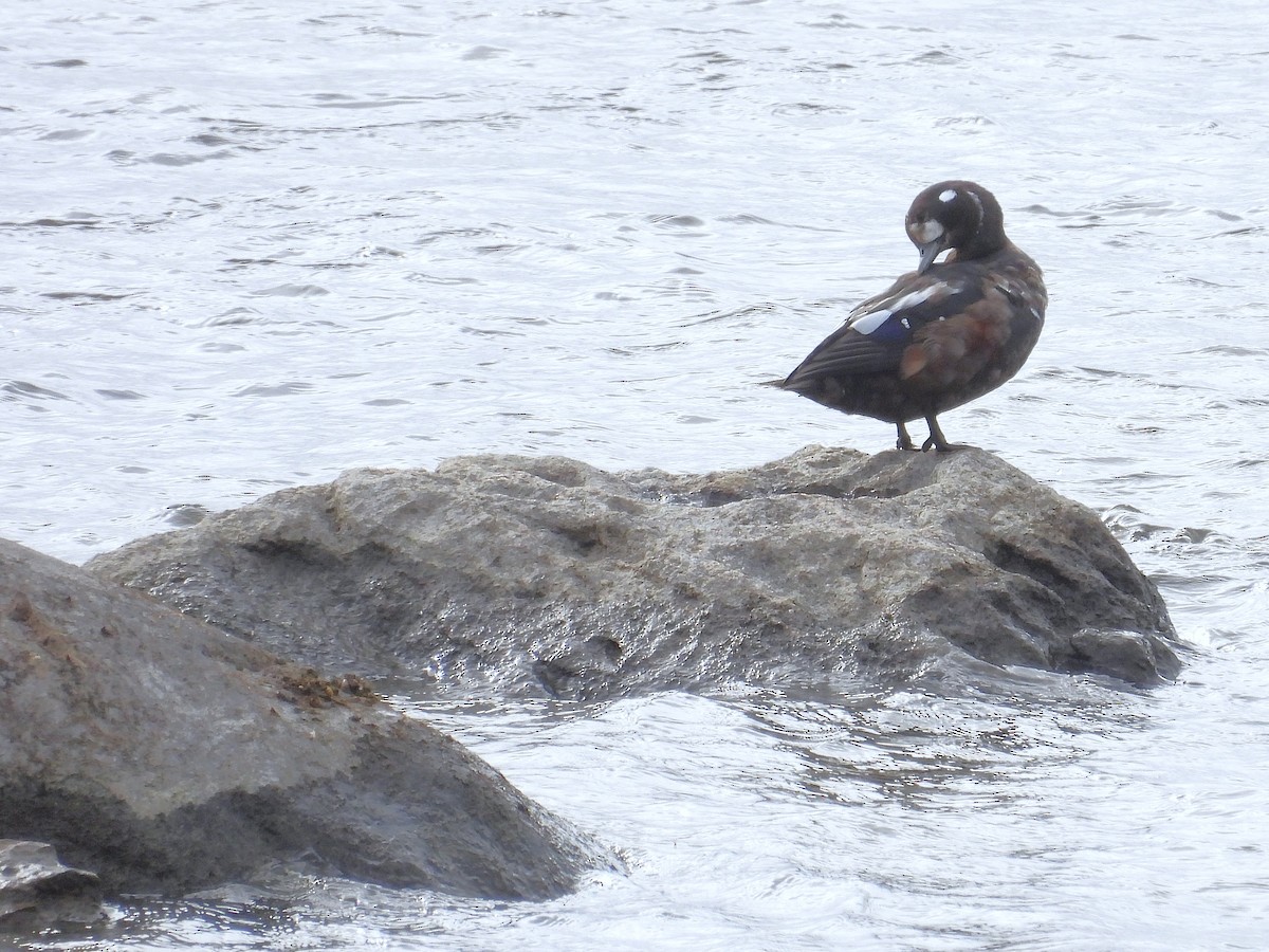 Harlequin Duck - ML644097308