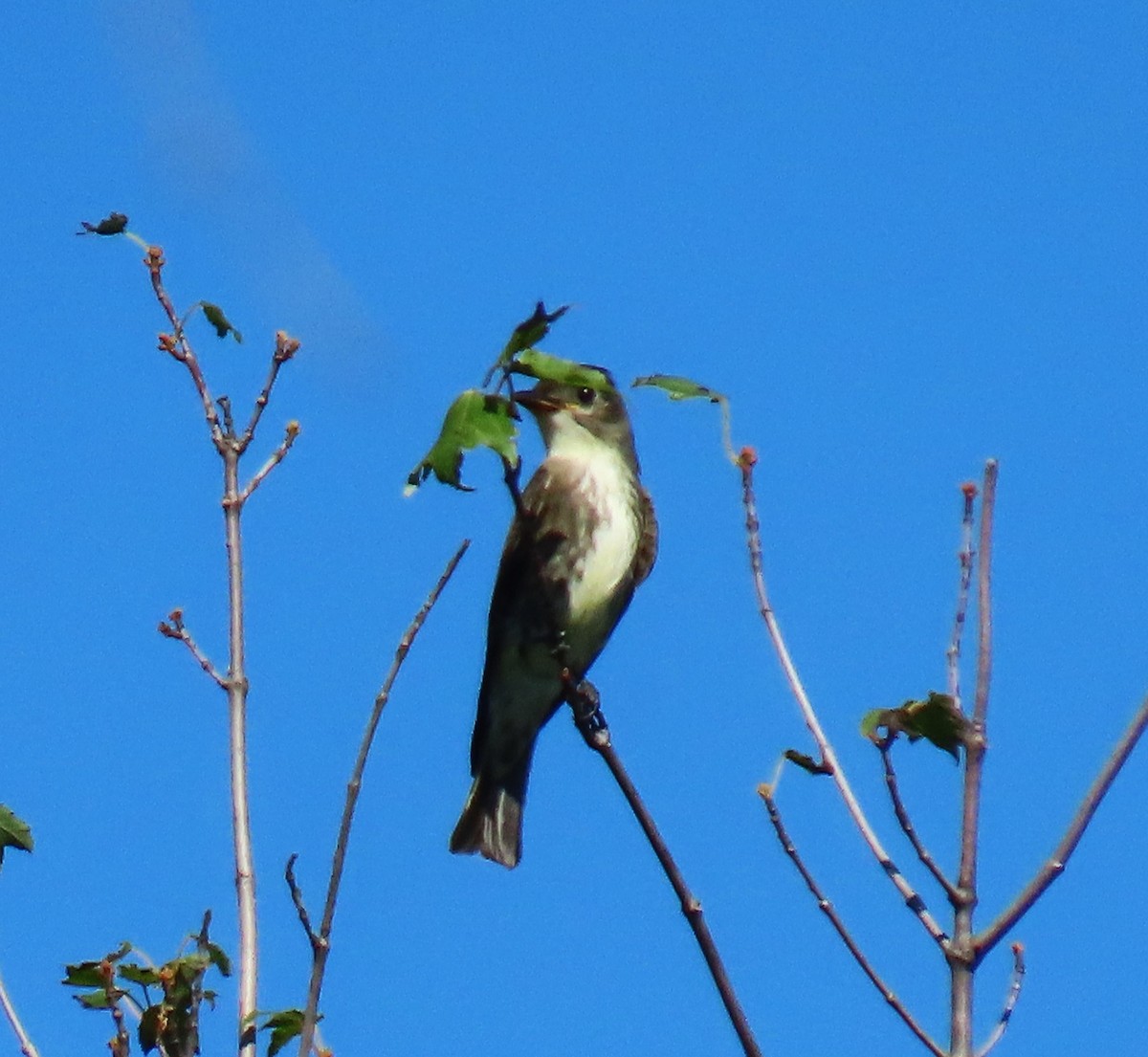 Olive-sided Flycatcher - ML644097311