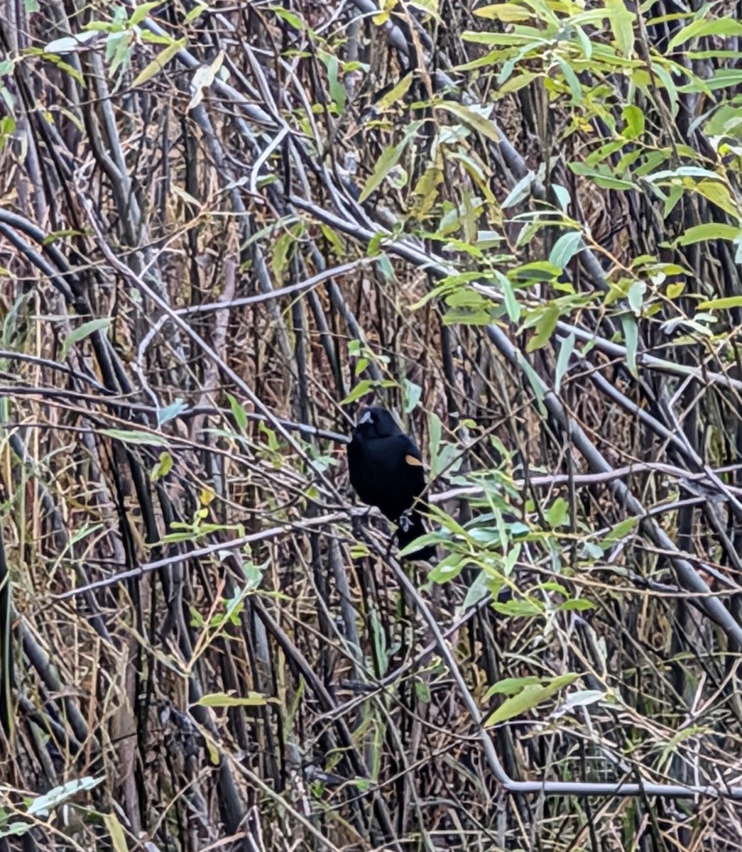 שחרורית אדומת-כנף - ML644097322