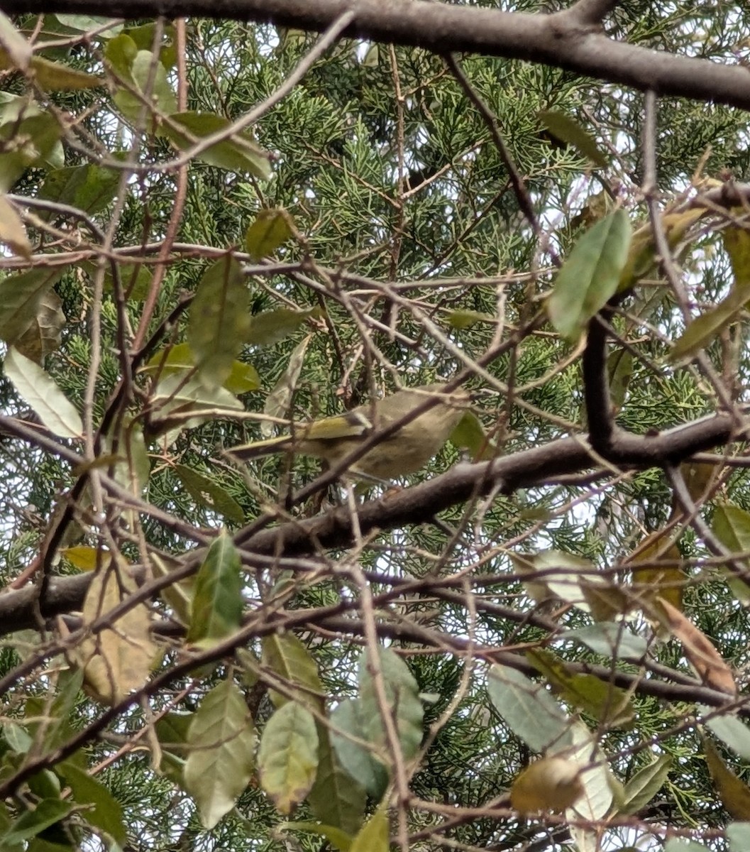 מלכילון אמריקני - ML644097327