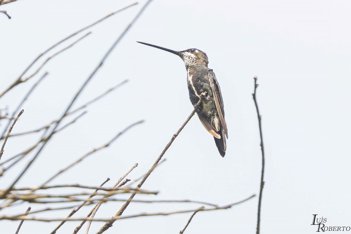 Stripe-breasted Starthroat - ML644097333