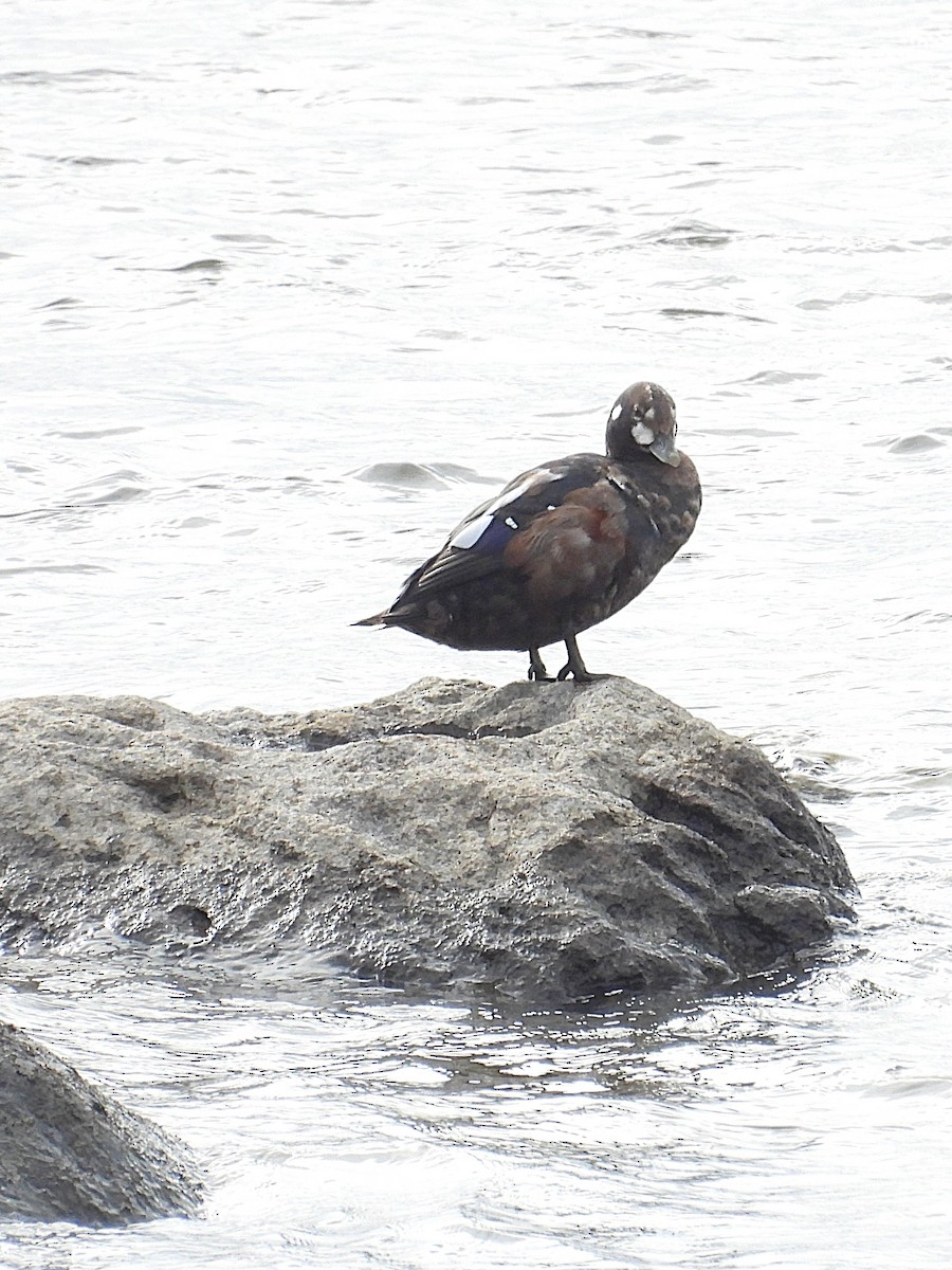 Harlequin Duck - ML644097343