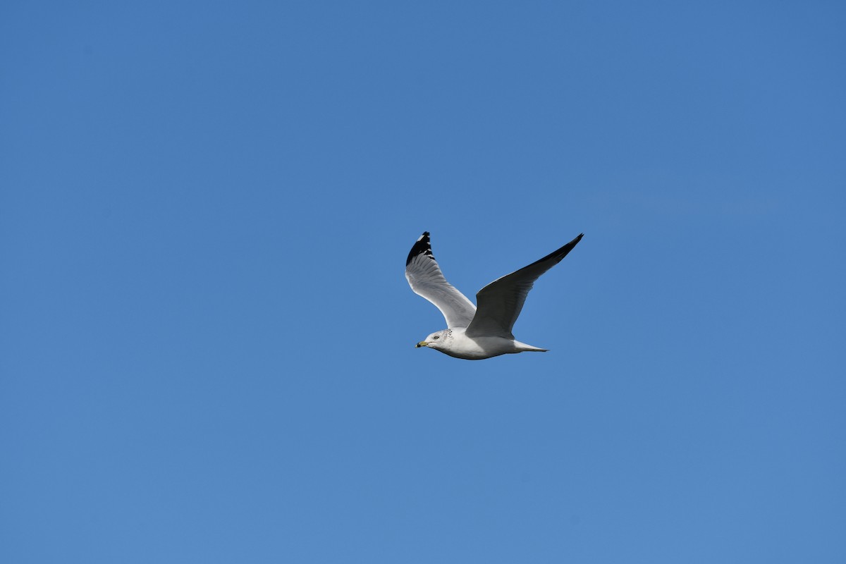 Ring-billed Gull - ML644097344