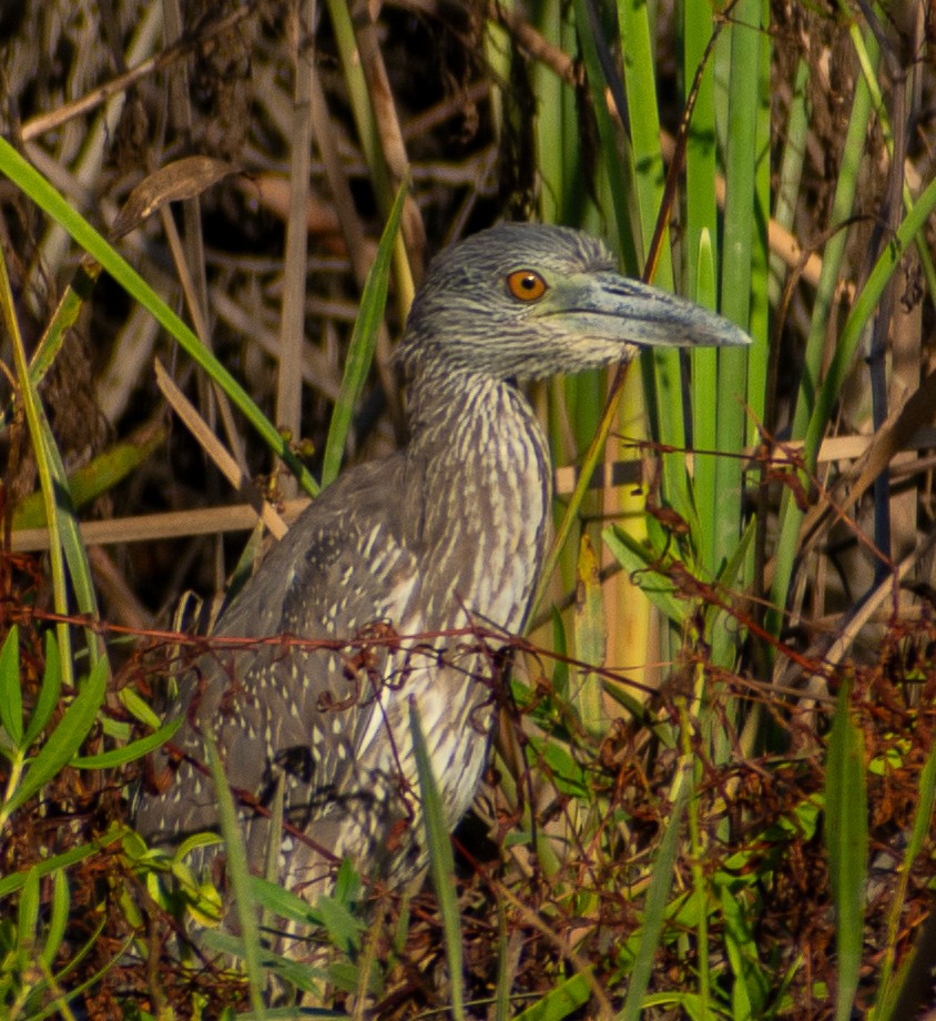 Yellow-crowned Night Heron - ML644097357
