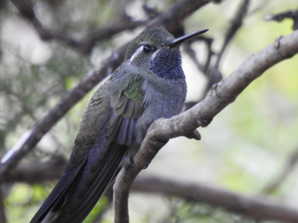 Colibri à gorge bleue - ML644097359