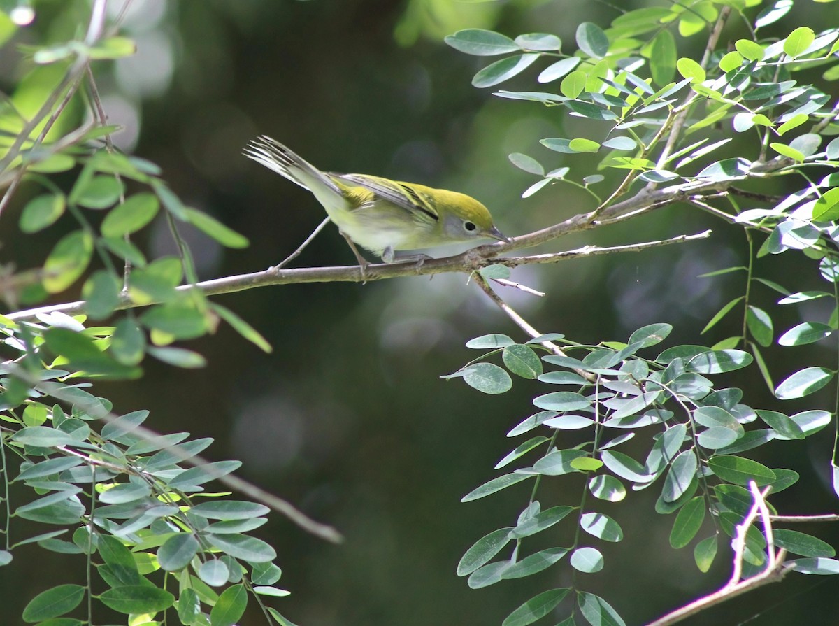 Chestnut-sided Warbler - ML644097369