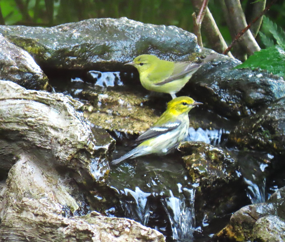 Black-throated Green Warbler - ML644097378