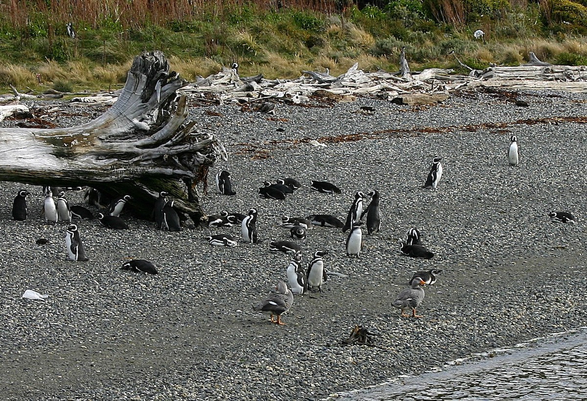 オオフナガモ - ML644097380