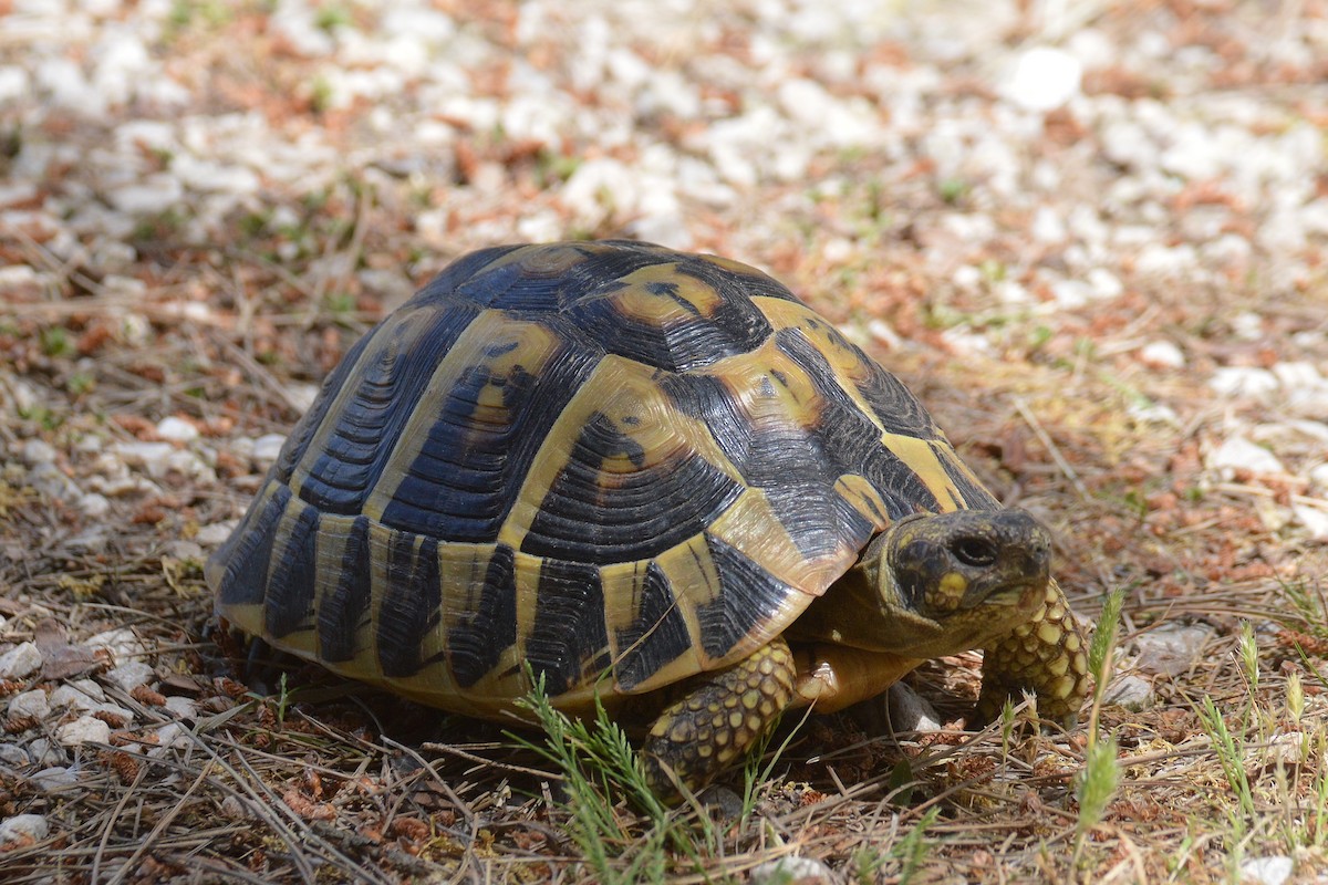 Reptiles - ML644097389