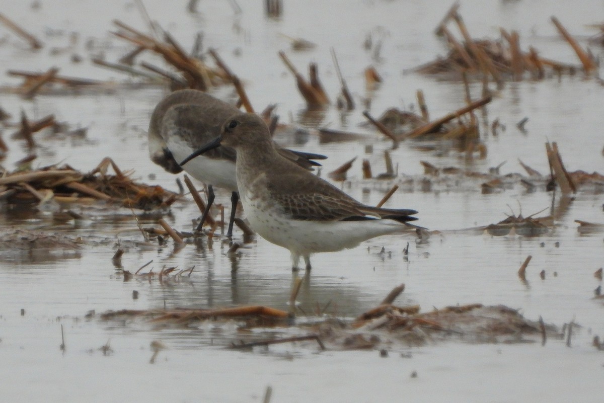 Alpenstrandläufer - ML644097414