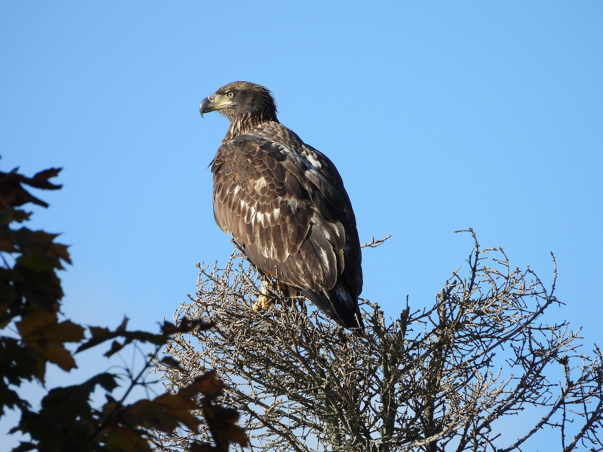 Bald Eagle - ML644097422