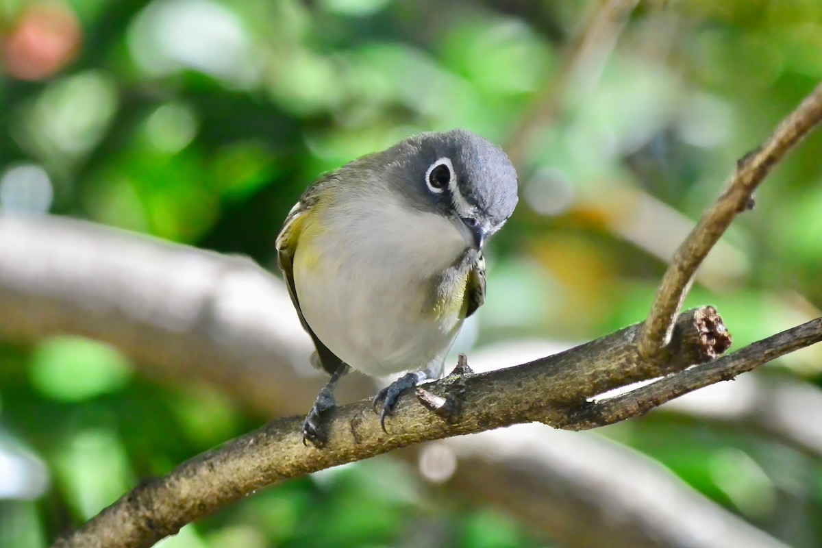 Graukopfvireo - ML644097423
