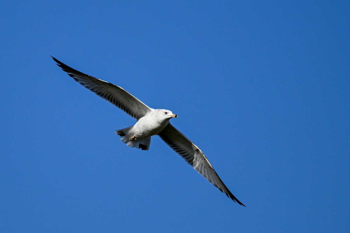 Ring-billed Gull - ML644097443
