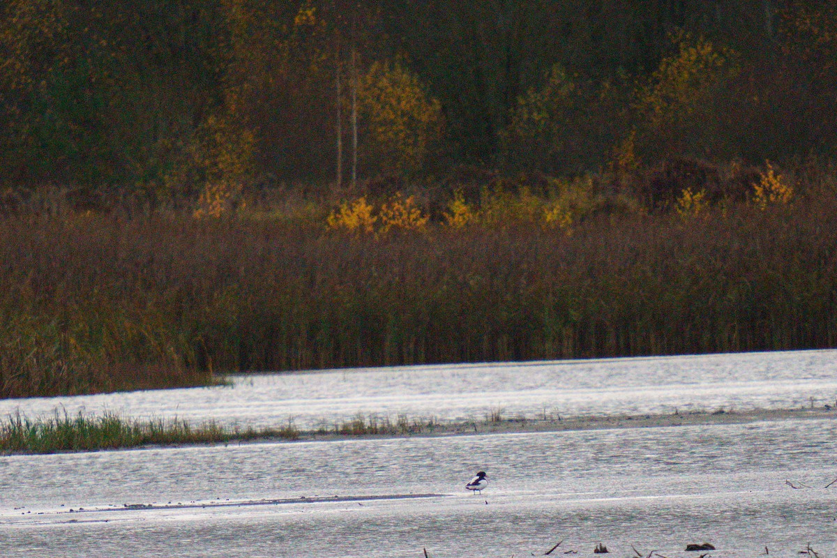 Common Shelduck - ML644097449