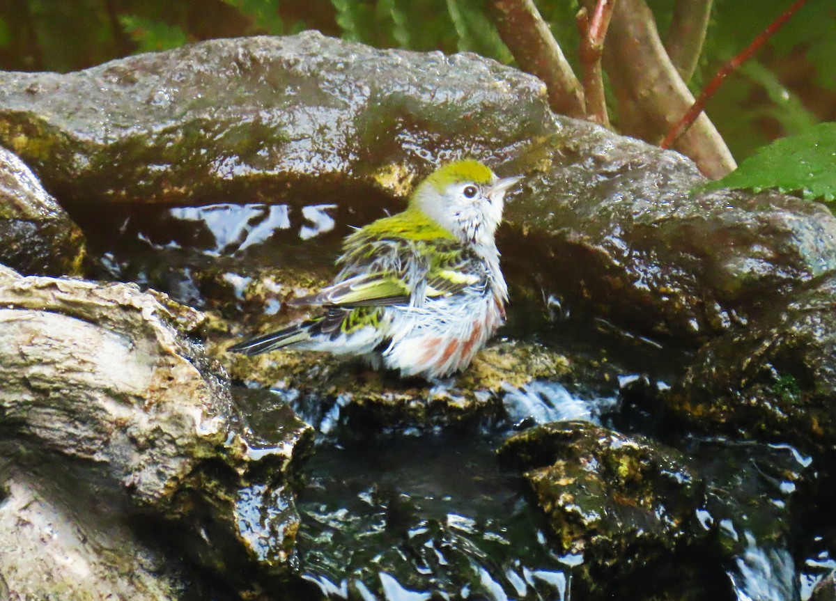 Chestnut-sided Warbler - ML644097451