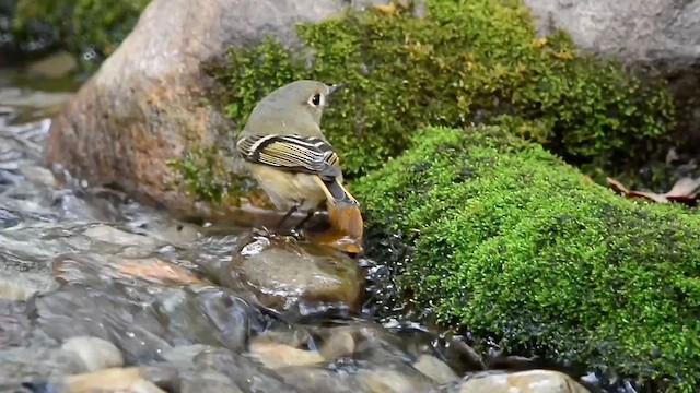 Ruby-crowned Kinglet - ML644097452