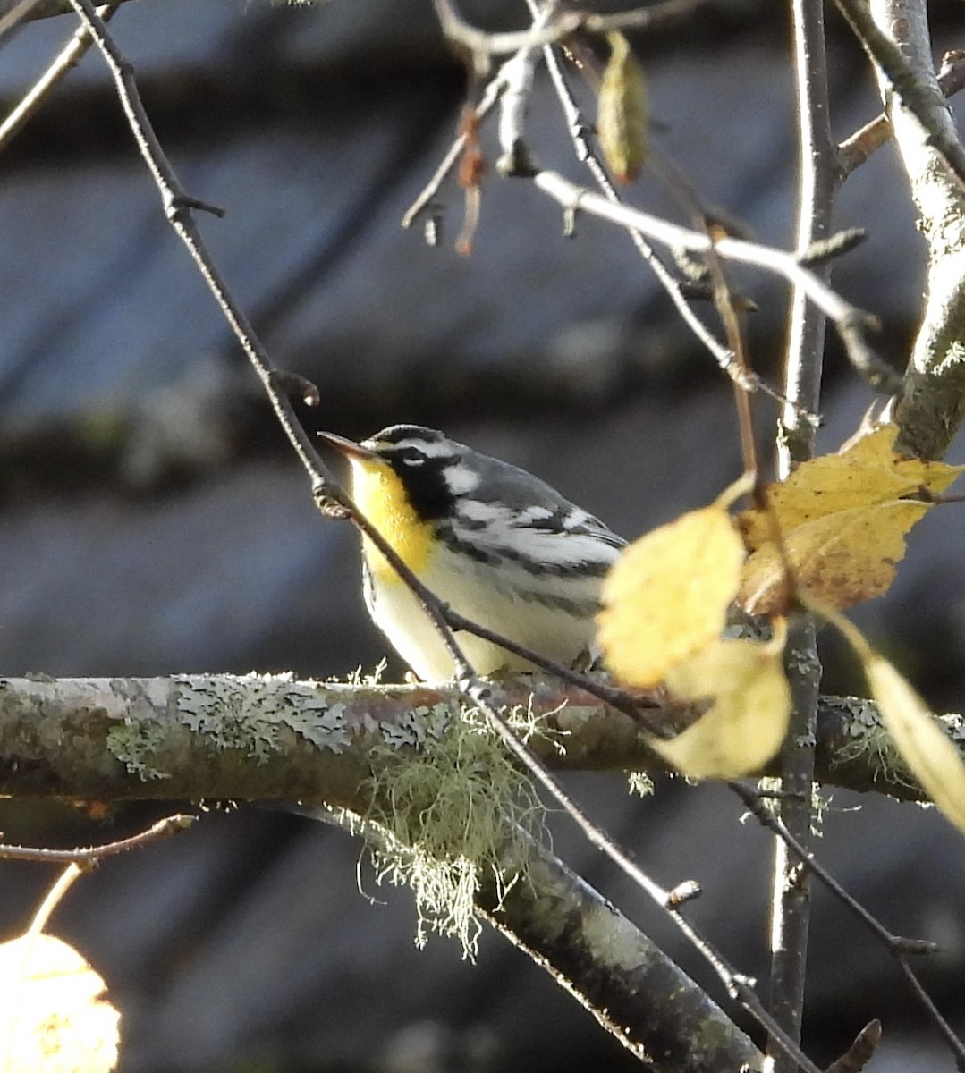 Paruline à gorge jaune - ML644097459