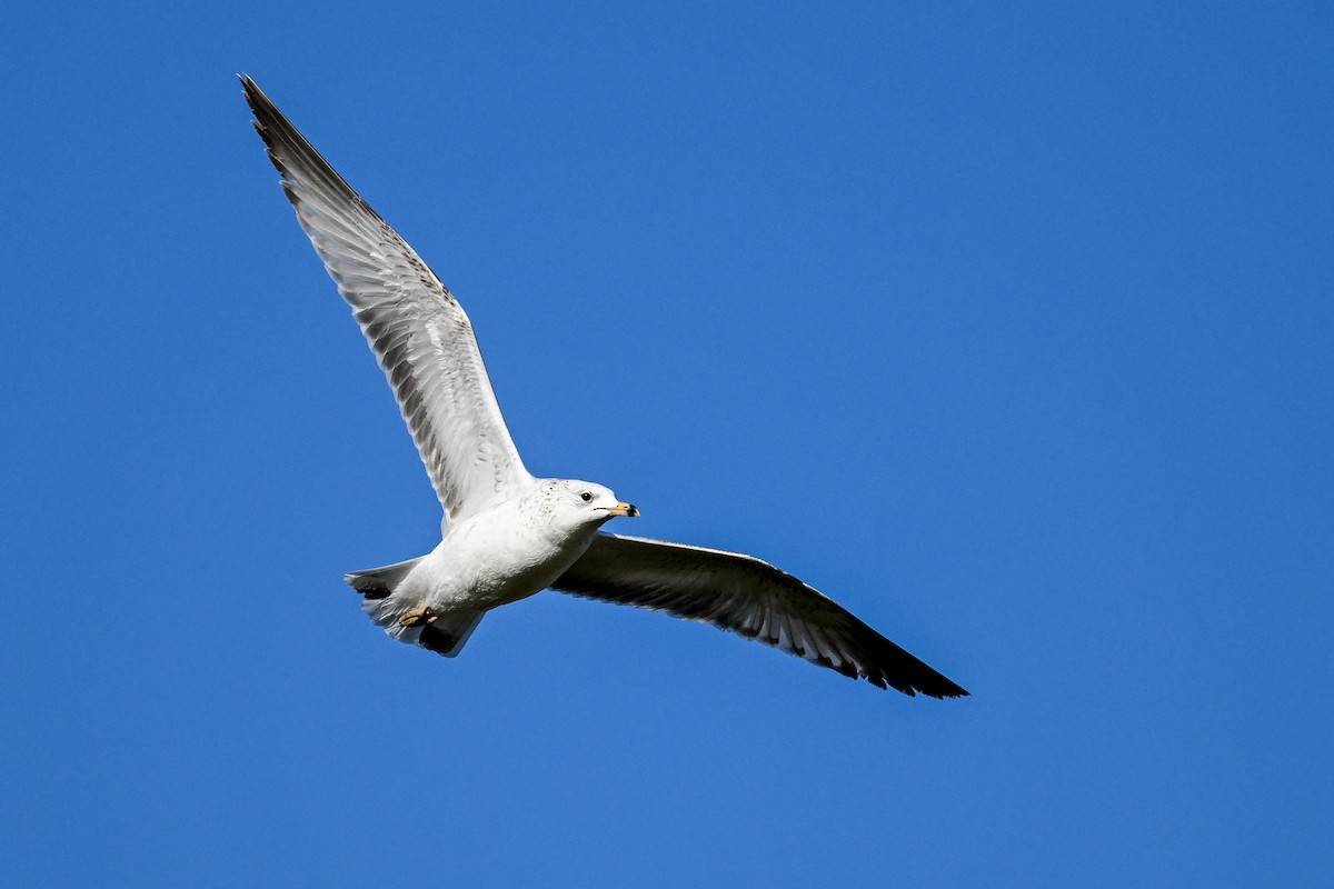 Ring-billed Gull - ML644097461